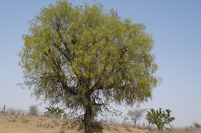 Telangana State Tree