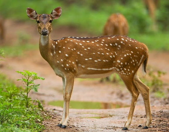 Telangana State Animal