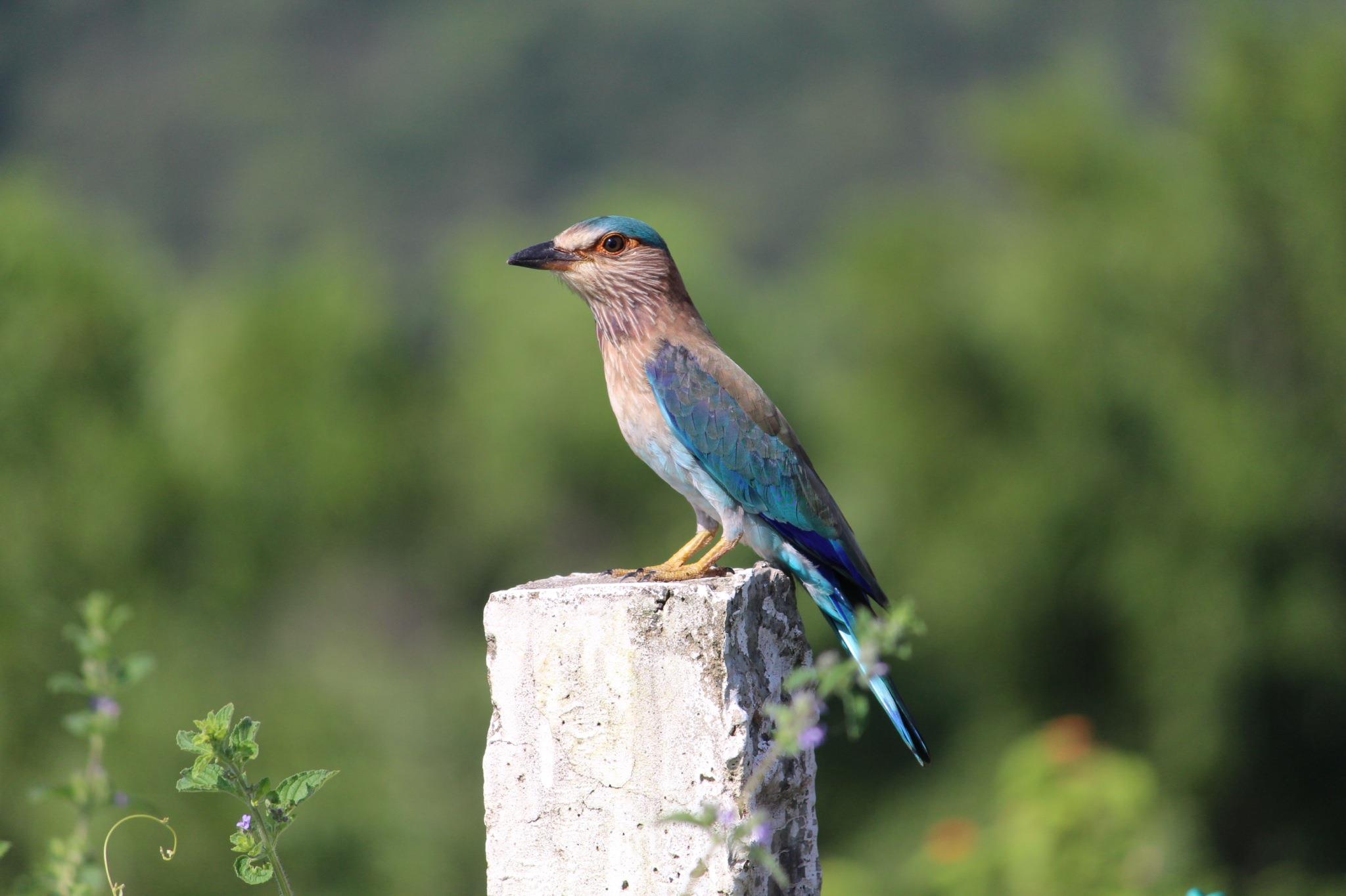 Telangana State Bird